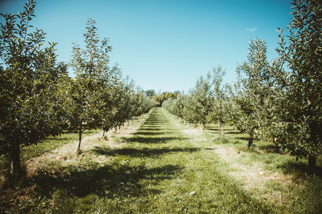 A picture of one row in a fruit orchard, with trees lining either side of the walkway.