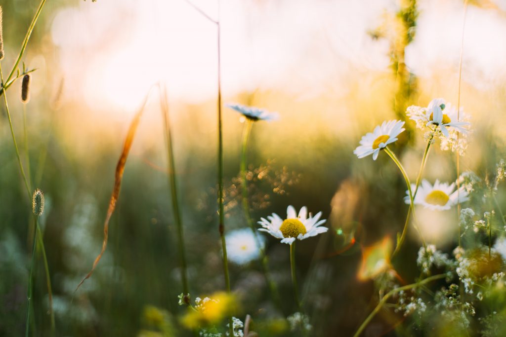 A photo of white daisies in a field, with a faint glow of sunlight from behind them.