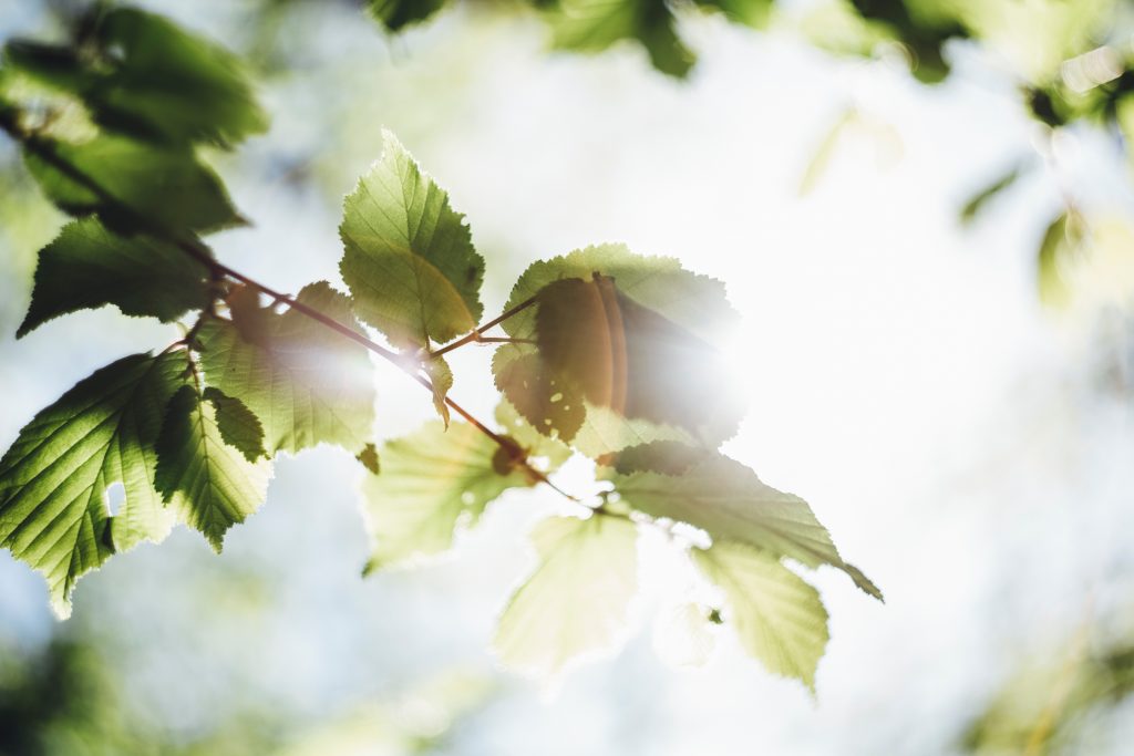 A photo of green leaves with the sunshine glowing behind them.