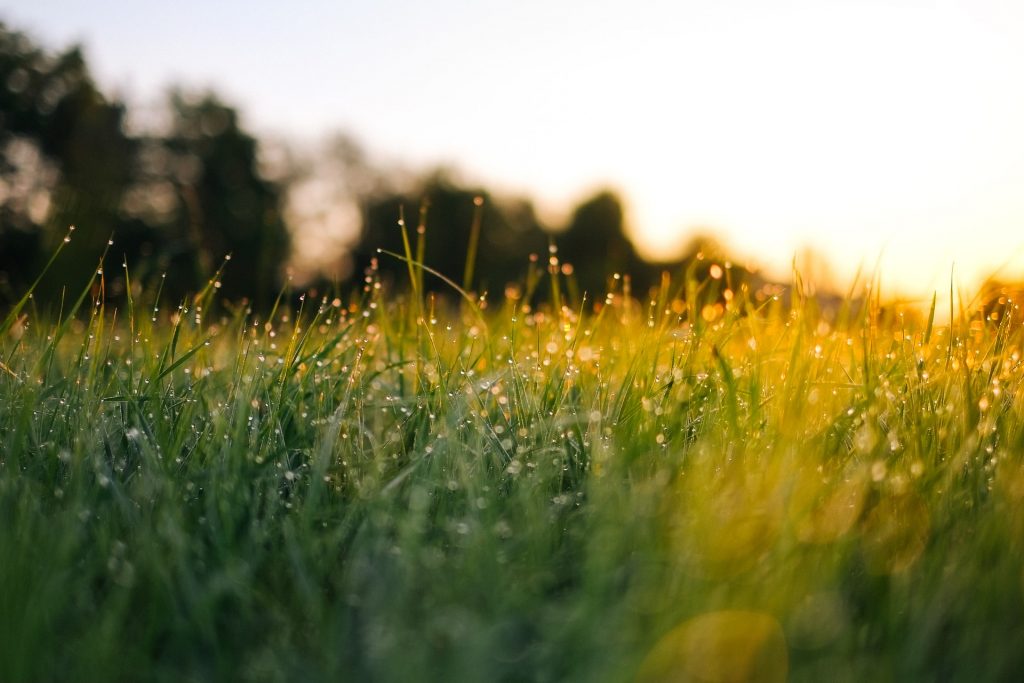 A grassy field at dawn with dew drops on the grass and the glow of the sunrise in the background.