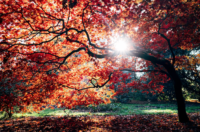 A tree with red autumn leaves with a glimpse of sunshine peeking through its branches.