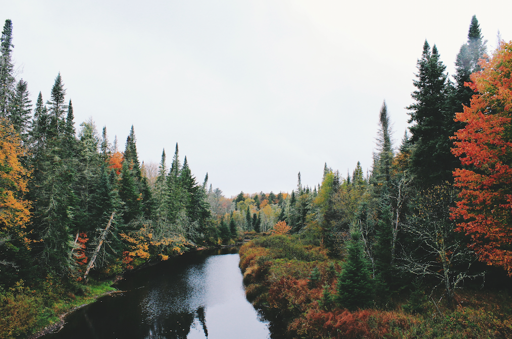 A river running through a forest, with green, yellow, and orange pine trees lining its shores.