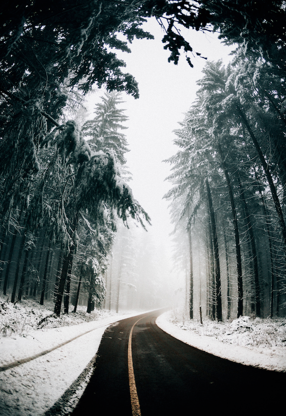 A snowy roadway lined with tall pine trees.